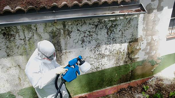 Top rated local Mold Remediation specialists in Grassflat, PA